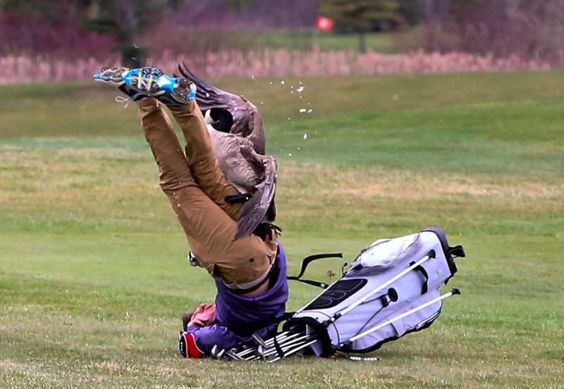 Goose attacks Michigan teen golfer, only thing hurt is 'his pride'