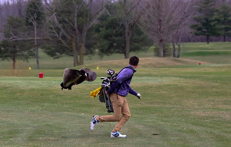 Goose attacks Michigan teen golfer, only thing hurt is 'his pride' (3)