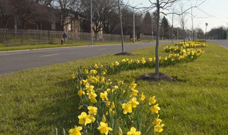 Spring is finally here, and Detroit has the daffodils to prove it