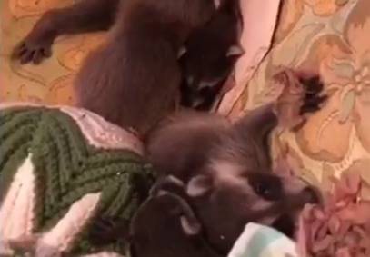 Video: Raccoon family invades Michigan home, epic fight to avoid capture ensues (2)