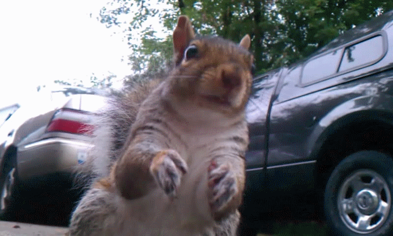 Squirrel goes nuts, stores 50 lbs of pine cones in the engine of Michigan man's car (2)