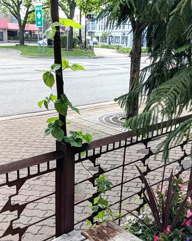 Hops will be strung around the repurposed gas pipes. - Courtesy photo