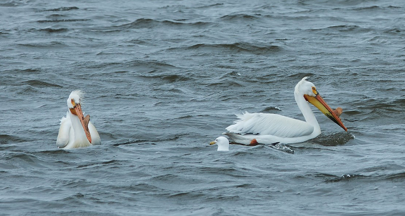 Now Michigan is being invaded by pelicans