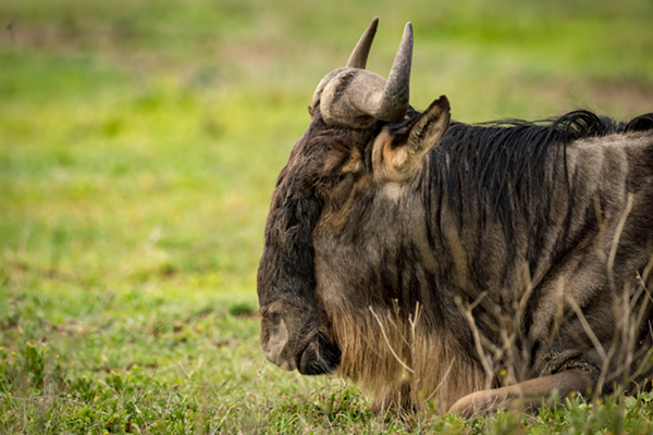 A white-bearded wildebeest. - SHUTTERSTOCK
