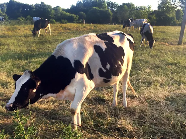 Cows at Cook's Farm Dairy. - Tom Perkins