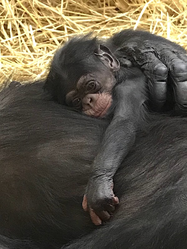 The Detroit Zoo's newborn chimp, Jane. - DETROIT ZOOLOGICAL SOCIETY