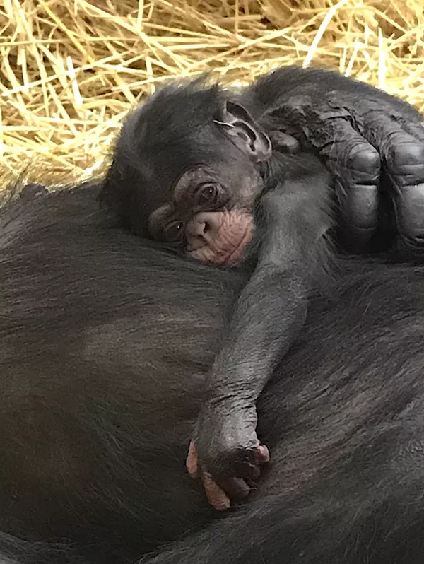 The Detroit Zoo's newborn chimp, Jane. - Detroit Zoological Society