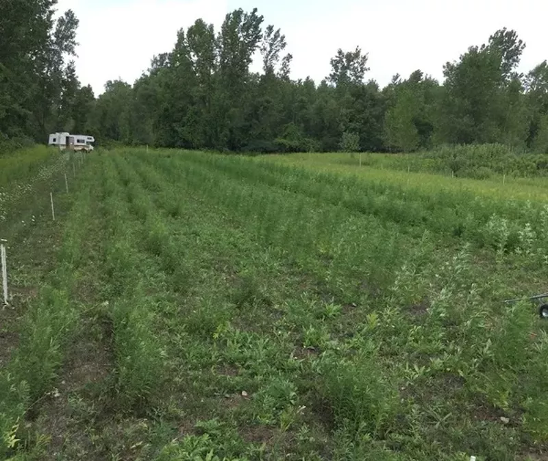 Marijuana plants were mixed with other crops to evade detection. - Photo courtesy of Sanilac Drug Task Force