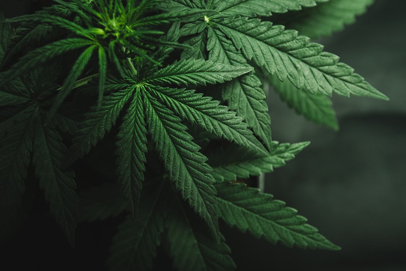 Michigan medical marijuana licenses go digital