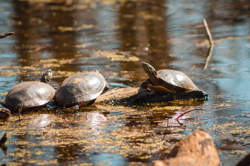 These guys probably wouldn't be happy if Michigan Republicans' SB 1211 passes. - Michael Deemer | Shutterstock.com