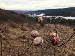 Twitter user shares photo of blooming Paczki trees in preparation of Fat Tuesday