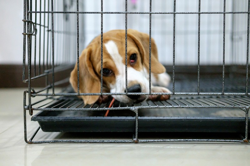 Humane Society alleges Michigan animal lab force-fed beagles fungicides