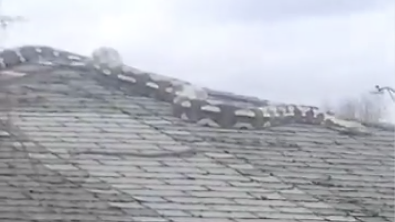 Check out this thicc snake on a Detroit garage roof