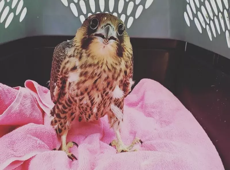 Brother of the injured peregrine falcon chick. - Courtesy of Wayne State College of Liberal Arts and Sciences