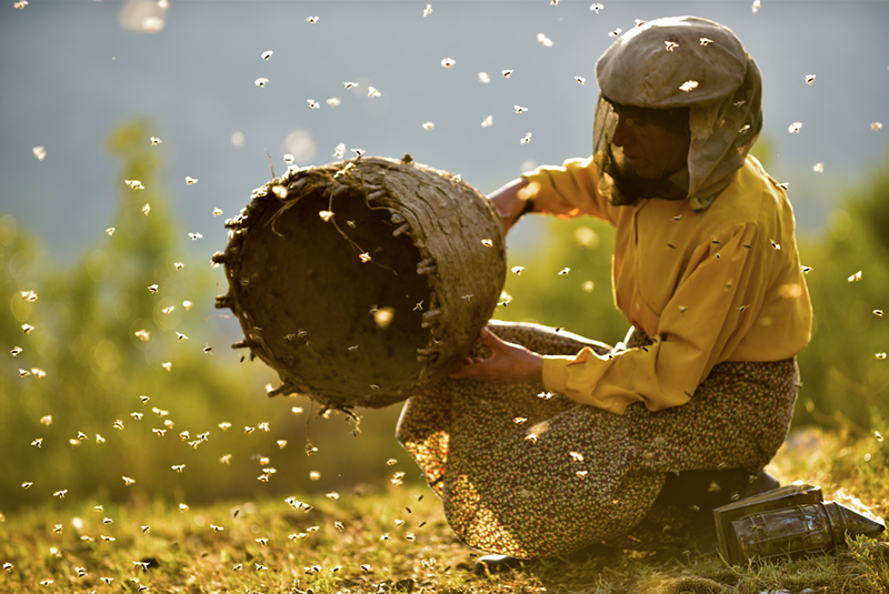 Cinema Detroit to host advance screening of lauded beekeeping doc 'Honeyland'