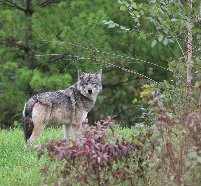 Detroit Zoo's latest addition is a gray wolf named Renner and she's a good girl