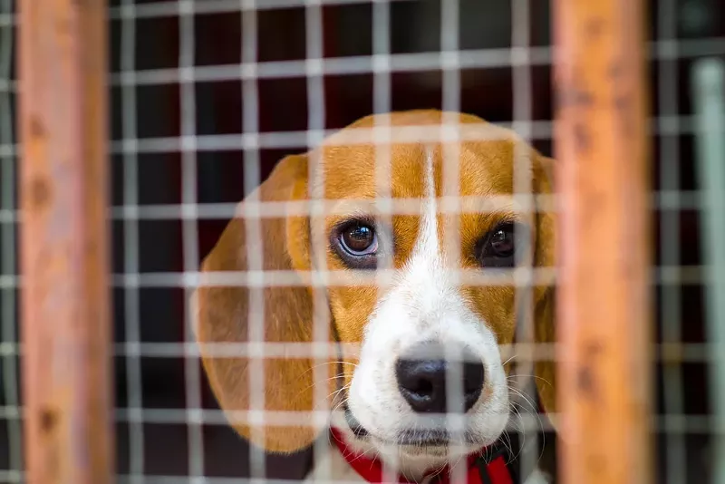 Bill aims to end painful experiments on dogs at Michigan public institutions