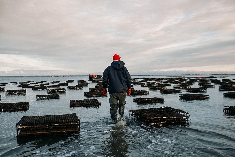 A December sunset at Massachusetts’ Island Creek Oysters. - Courtesy of Island Creek Oysters