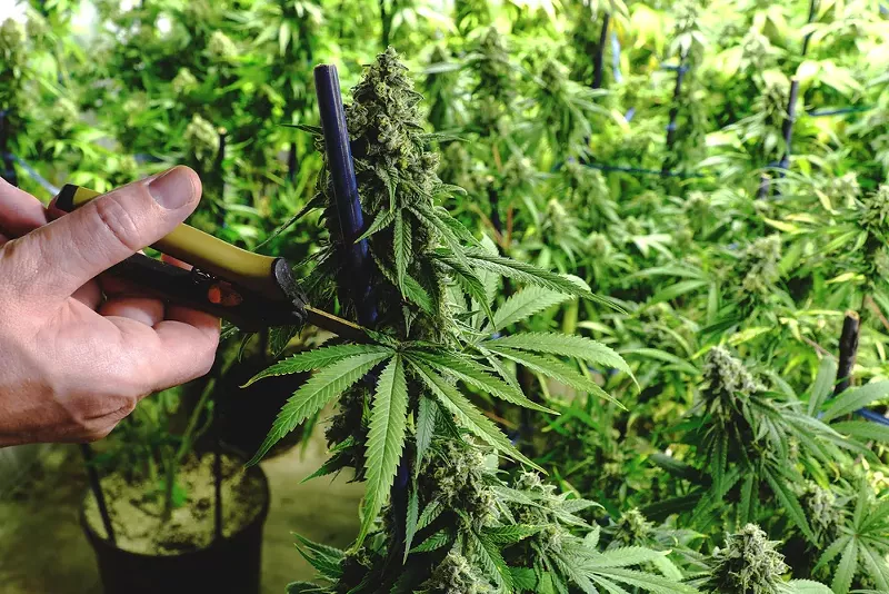 Businesses hosting job fair for up to 400 cannabis-related jobs in Pontiac