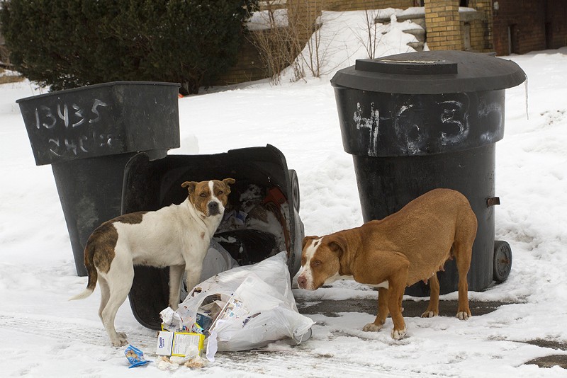 Rhino, right, and another dog rummage through trash in Detroit in February 2015. - Steve Neavling