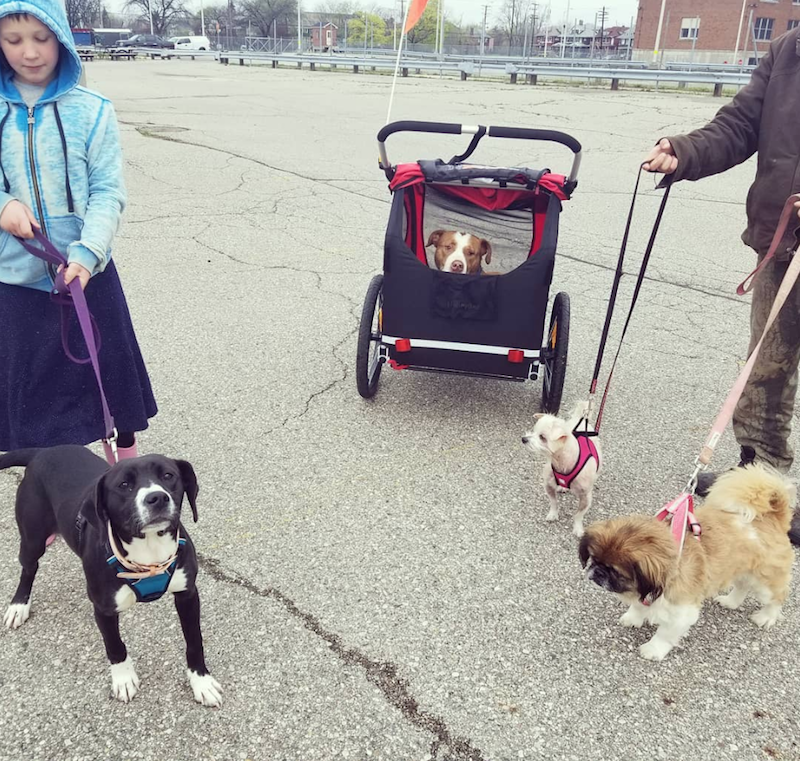Rhino in a stroller, surrounded by her doggie friends. - Rebel Dogs Detroit