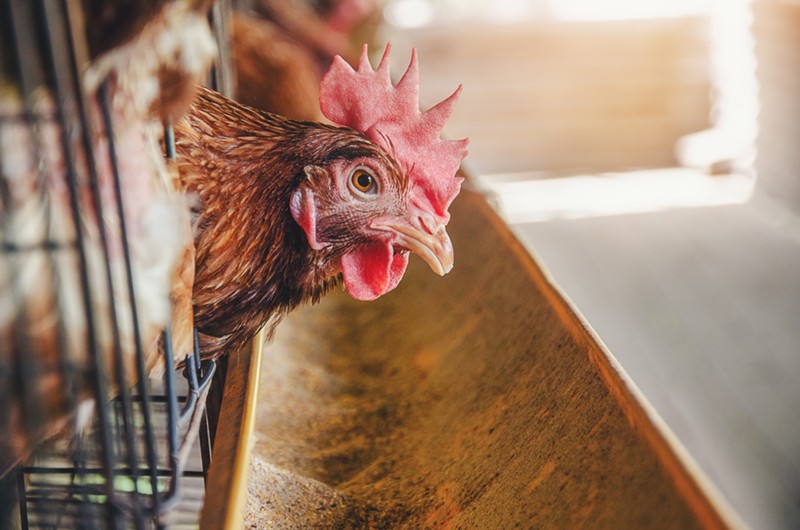 Michigan will become 5th state to enforce cage-free egg production thanks to new bill
