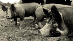Enjoy a nose to tail pork dinner by Republic butcher Larissa Poppa, support the local farm-to-table movement