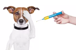 Detroit Dog Rescue hosts a free vaccine clinic for Detroit dog owners
