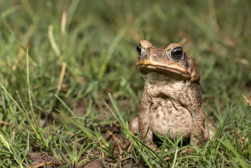 This weekend: Learn about frogs and toads, and help the Rouge River