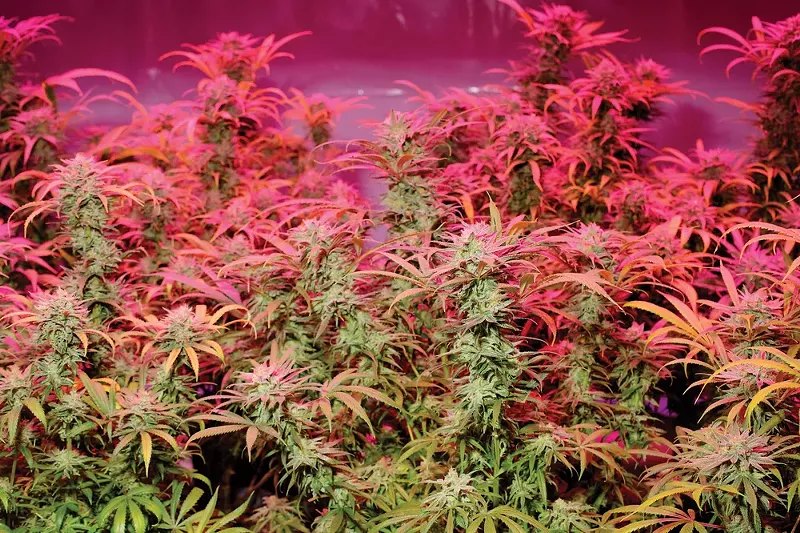 Michigan's regulated marijuana market to lose significant source of cannabis
