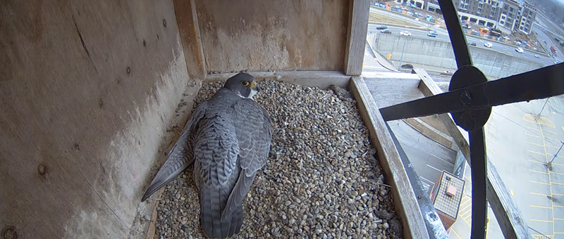 Happy Spring — you can now watch rare peregrine falcons nesting in the Detroit Zoo water tower