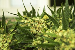 Change in rules could derail Michigan marijuana legalization effort