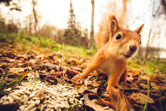 Squirrel-blowtorch fire could cost a Michigan woman up to $2M