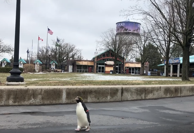 Pickles the penguin doing whatever she damn well pleases. - Screengrab/Facebook