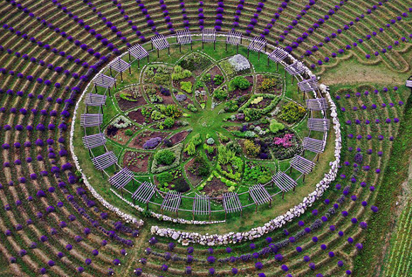 Michigan is home to a huge lavender labyrinth
