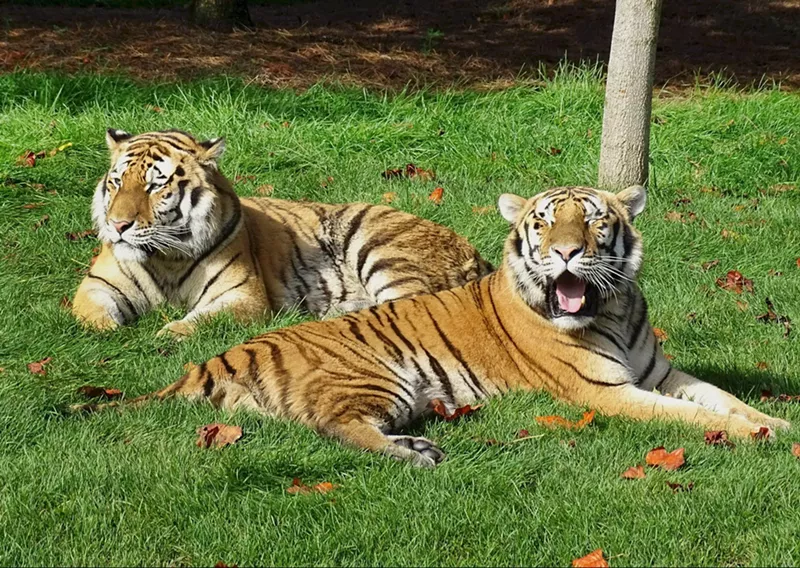 The Detroit Zoo reopens for members with capacity limits