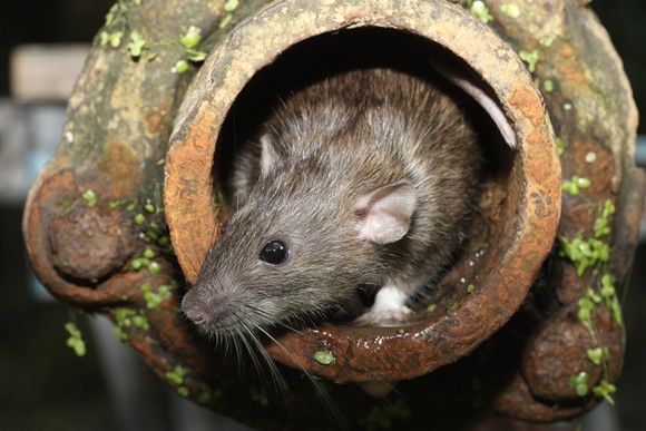 Detroit is in the top ten most rat infested sites in America