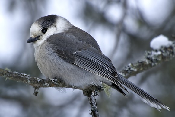 The grey jay, who didn't ask to be a part of this discussion. - Shutterstock
