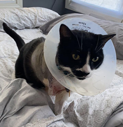 Vega recovering from a pellet gunshot to the chest and a shattered front leg, which was amputated. - Amy Hanselman