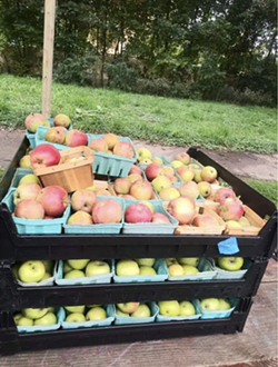 Detroit has a Black-owned cider mill now, complete with hayrides, goats, and fresh produce