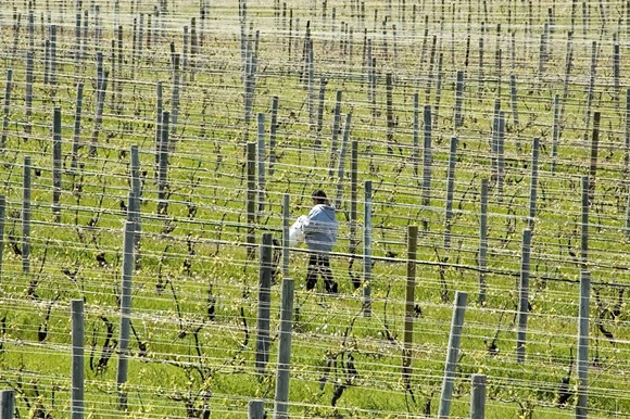 A migrant worker walking across vineyard in northern Michigan. - SHUTTERSTOCK