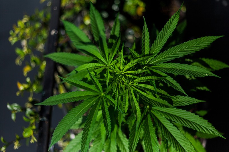 Indiana state Senator introduces two bills to decriminalize and regulate marijuana