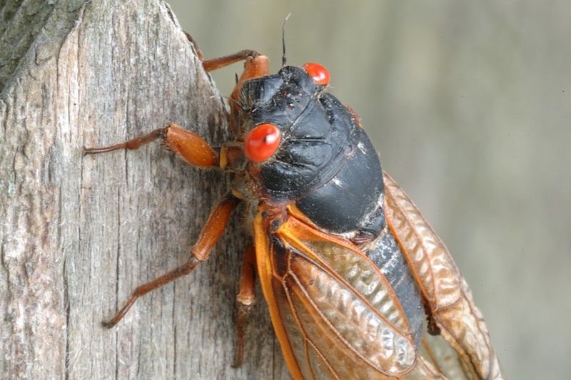 The cicadas in Brood X are distinguished by their black exoskeletons and red eyes. - JanetandPhil / Flickr
