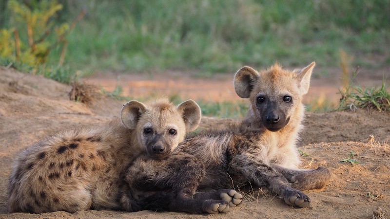 These are real baby hyenas. - Shutterstock