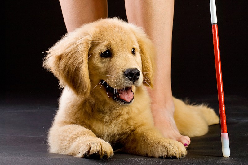 Rochester Hills-based Leader Dogs for the Blind needs puppy raisers. - Shutterstock.com