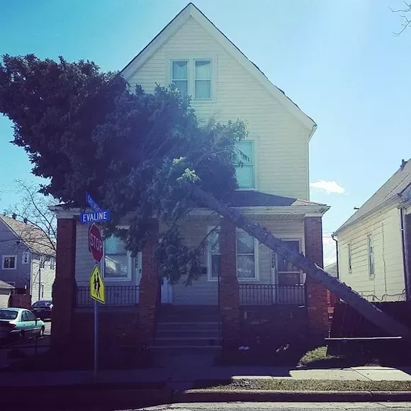 Toppled tree at Evaline and Gallagher, Hamtramck. - Photo courtesy August Gistchlag