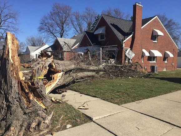 This tree in Dearborn was toppled by winds, doing limited damage to this home. - Photo courtesy Bill Schwab