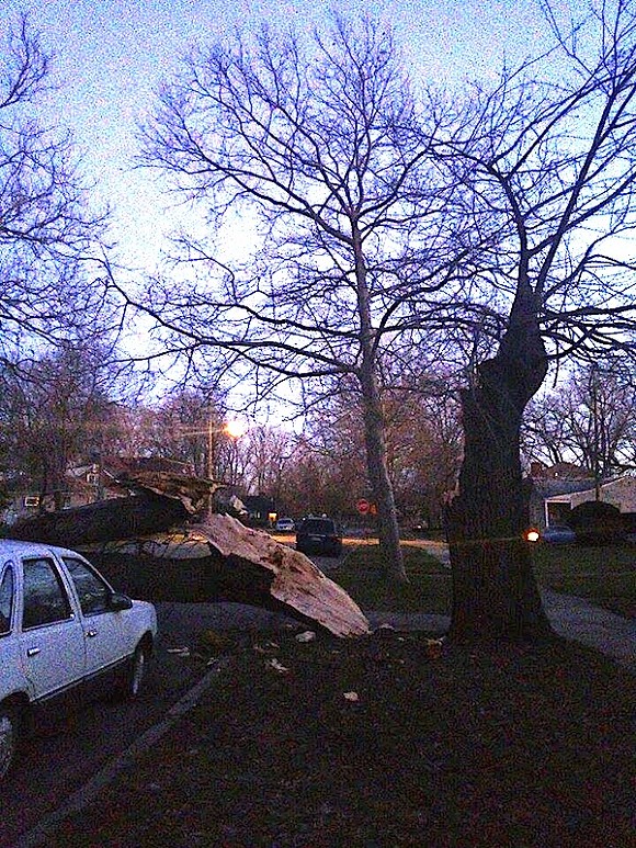 A photo of a split tree taken in the Jefferson-Chalmers neighborhood last night. - Photo courtesy Ana Gavrilovska