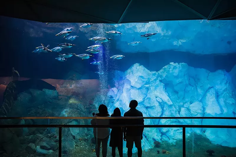 The Polk Penguin Conservation Center is open to the public. - Detroit Zoo