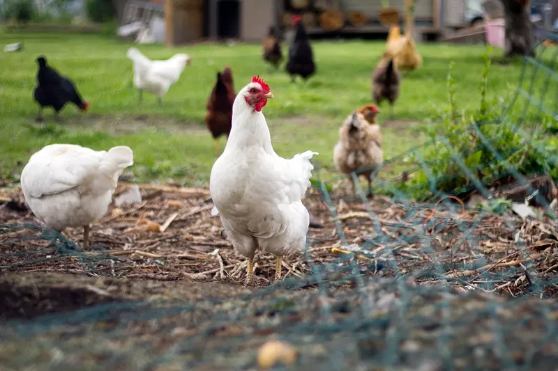 Backyard chickens in Detroit. - Steve Neavling